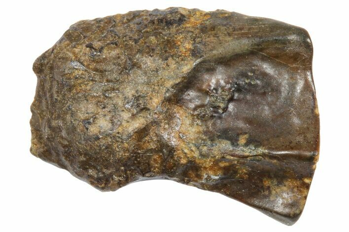 Fossil Triceratops Shed Tooth - Wyoming #364328